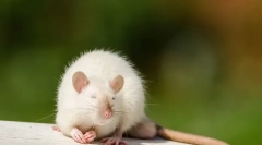 Ilu dzikich i domowych szczurów żyje bez jedzenia i bez wody